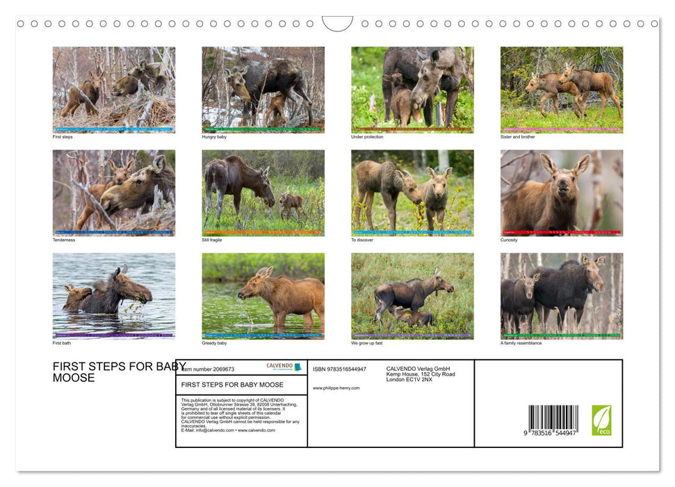 FIRST STEPS FOR BABY MOOSE (CALVENDO Monthly Calendar 2026)
