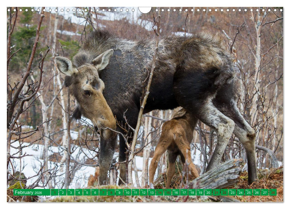 FIRST STEPS FOR BABY MOOSE (CALVENDO Monthly Calendar 2026)