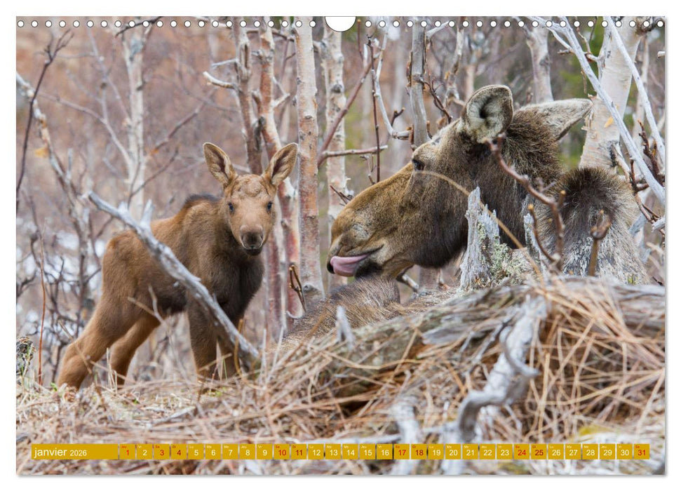 Un élan de tendresse (CALVENDO Calendrier mensuel 2026)