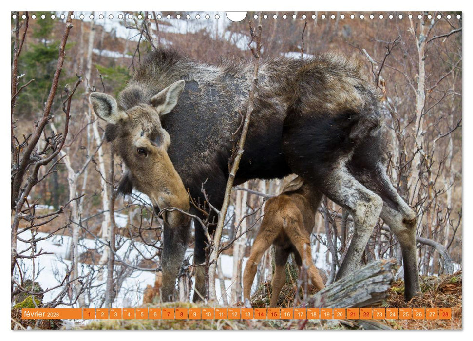 Un élan de tendresse (CALVENDO Calendrier mensuel 2026)
