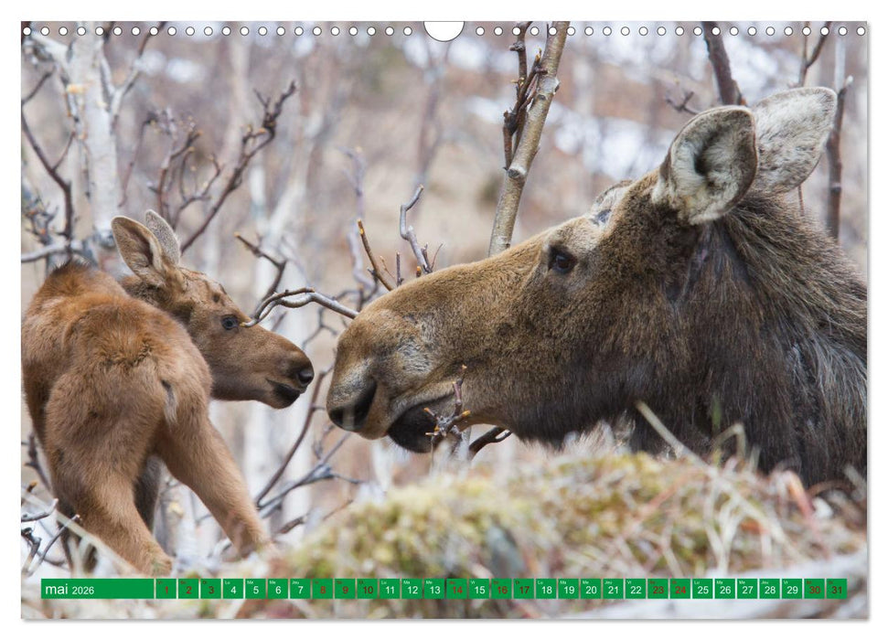Un élan de tendresse (CALVENDO Calendrier mensuel 2026)