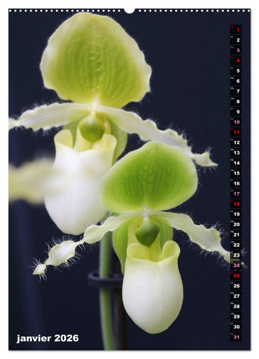 Miracle floral l'orchidée (CALVENDO Calendrier supérieur 2026)