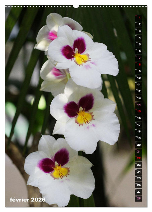 Miracle floral l'orchidée (CALVENDO Calendrier supérieur 2026)