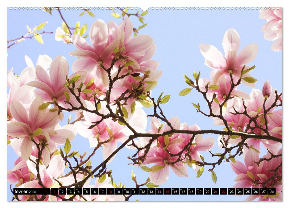 Magnolias en fleur (CALVENDO Calendrier mensuel 2026)