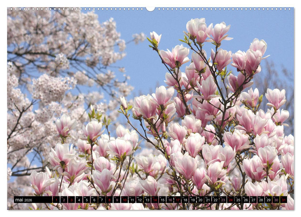 Magnolias en fleur (CALVENDO Calendrier mensuel 2026)