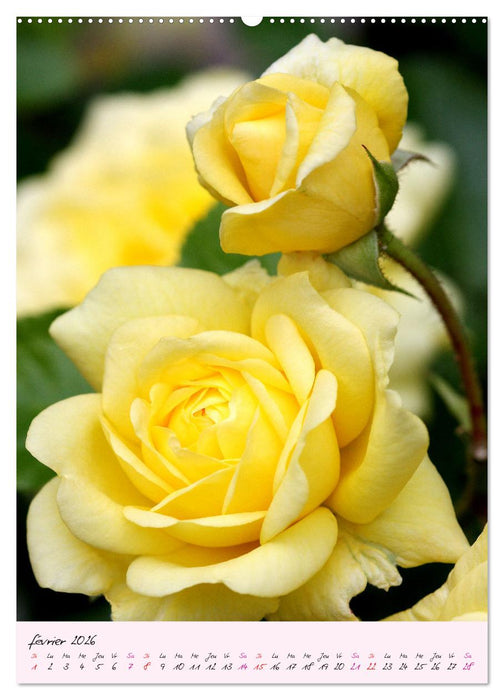 Une fête des roses (CALVENDO Calendrier mensuel 2026)