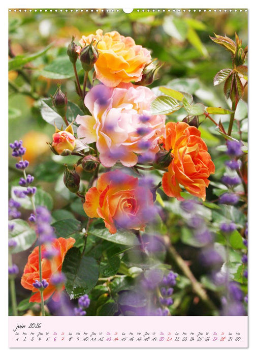 Une fête des roses (CALVENDO Calendrier mensuel 2026)