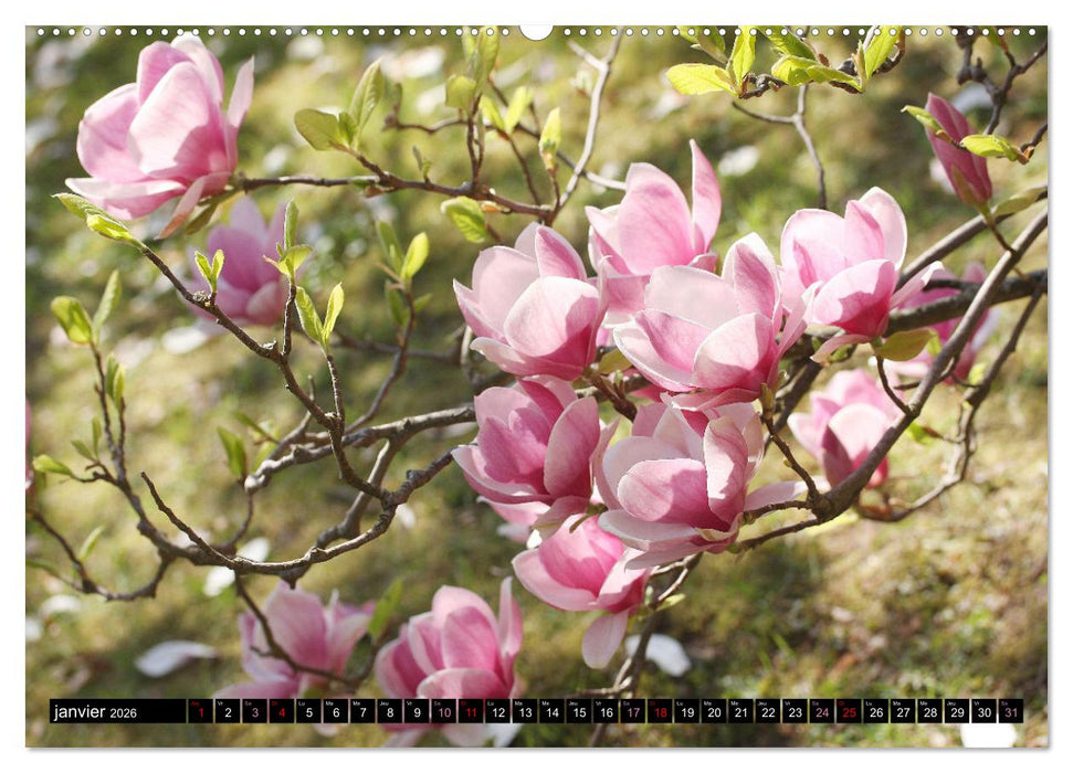 Magnolias en fleur (CALVENDO Calendrier supérieur 2026)