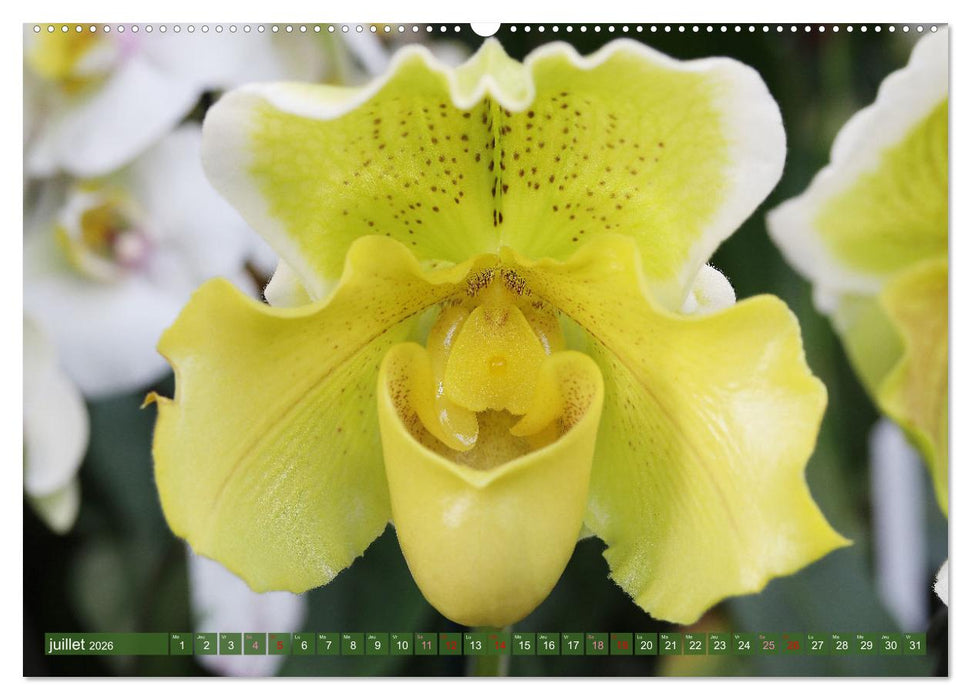 Orchidées merveilleuses (CALVENDO Calendrier supérieur 2026)