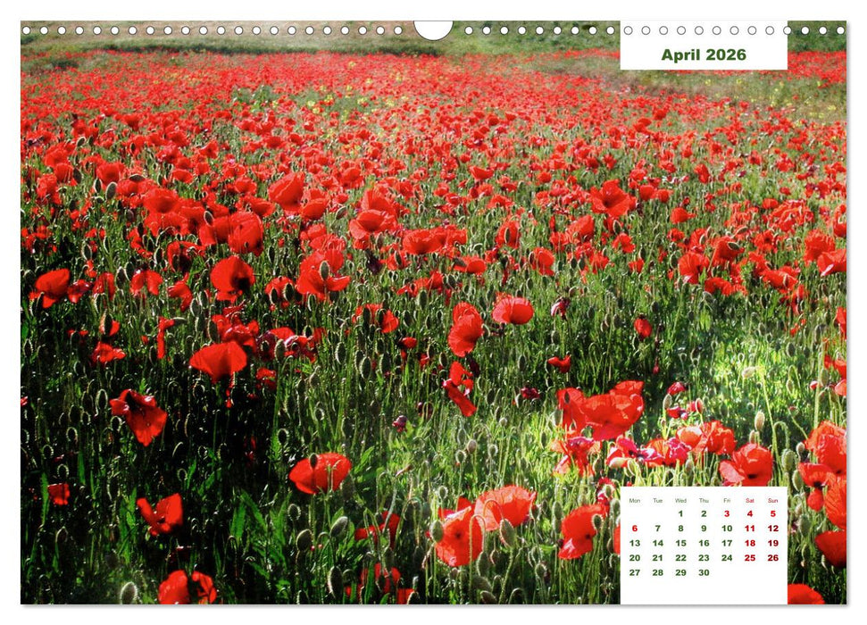 Umbrian Countryside (CALVENDO Monthly Calendar 2026)