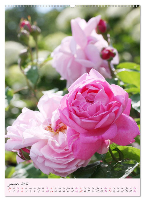 Une fête des roses (CALVENDO Calendrier supérieur 2026)