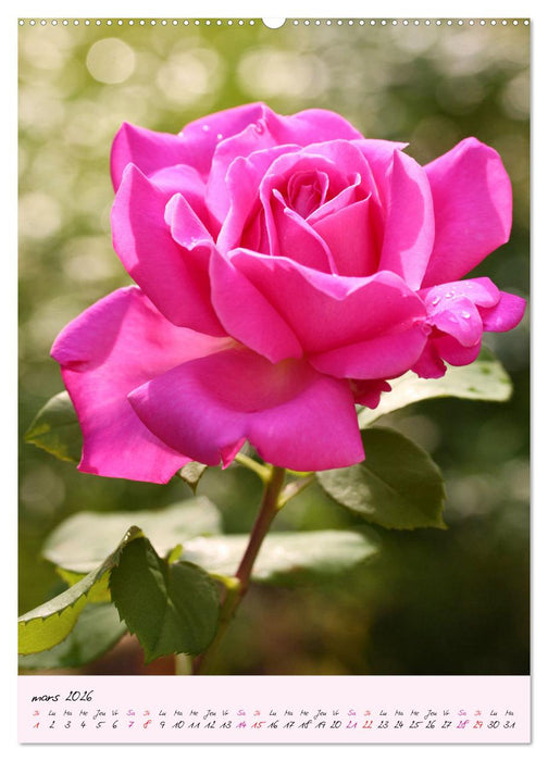 Une fête des roses (CALVENDO Calendrier supérieur 2026)