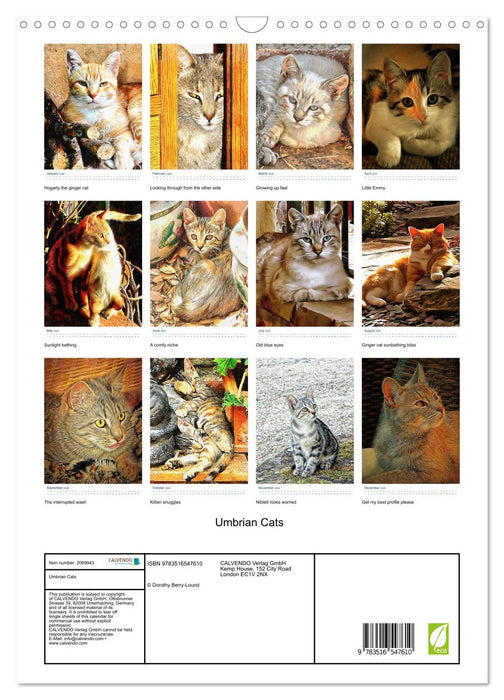 Umbrian Cats (CALVENDO Monthly Calendar 2026)