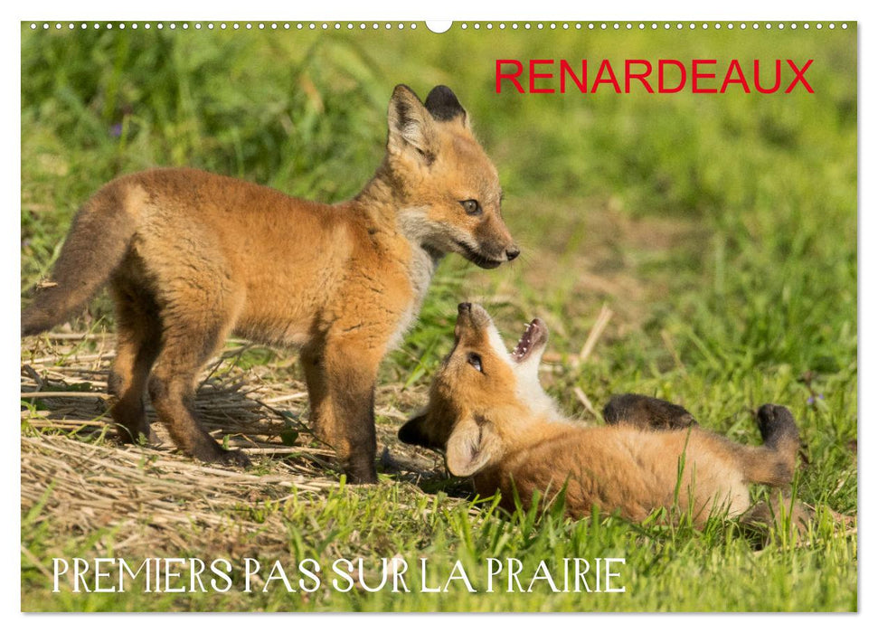Renardeaux. Premiers pas sur la prairie (CALVENDO Calendrier mensuel 2026)
