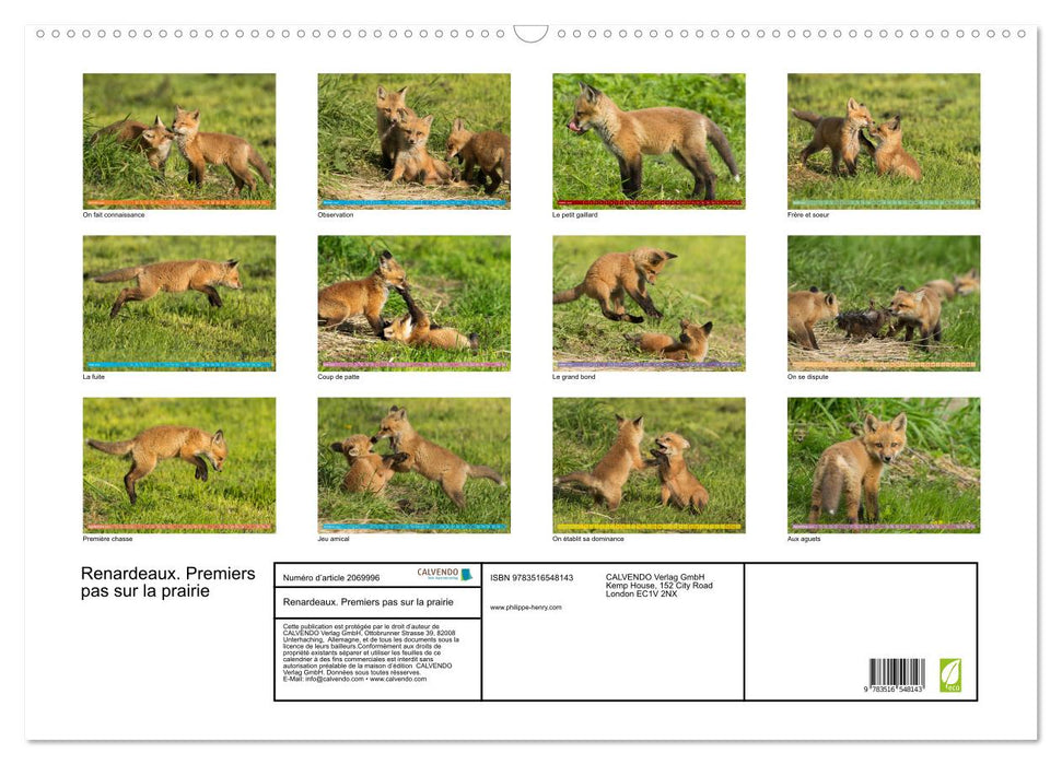 Renardeaux. Premiers pas sur la prairie (CALVENDO Calendrier mensuel 2026)