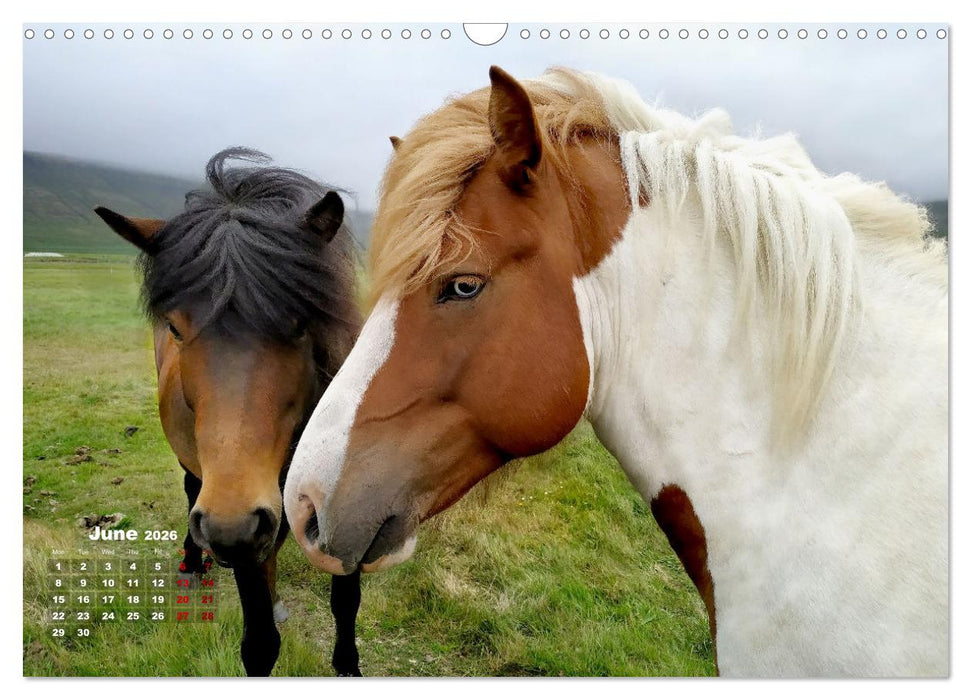 Iceland Beauty of Nature (CALVENDO Monthly Calendar 2026)