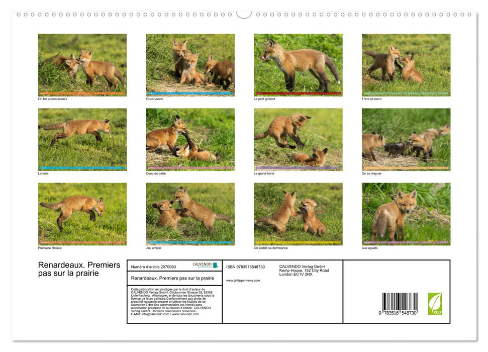 Renardeaux. Premiers pas sur la prairie (CALVENDO Calendrier supérieur 2026)