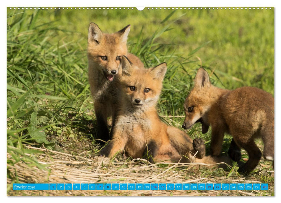 Renardeaux. Premiers pas sur la prairie (CALVENDO Calendrier supérieur 2026)