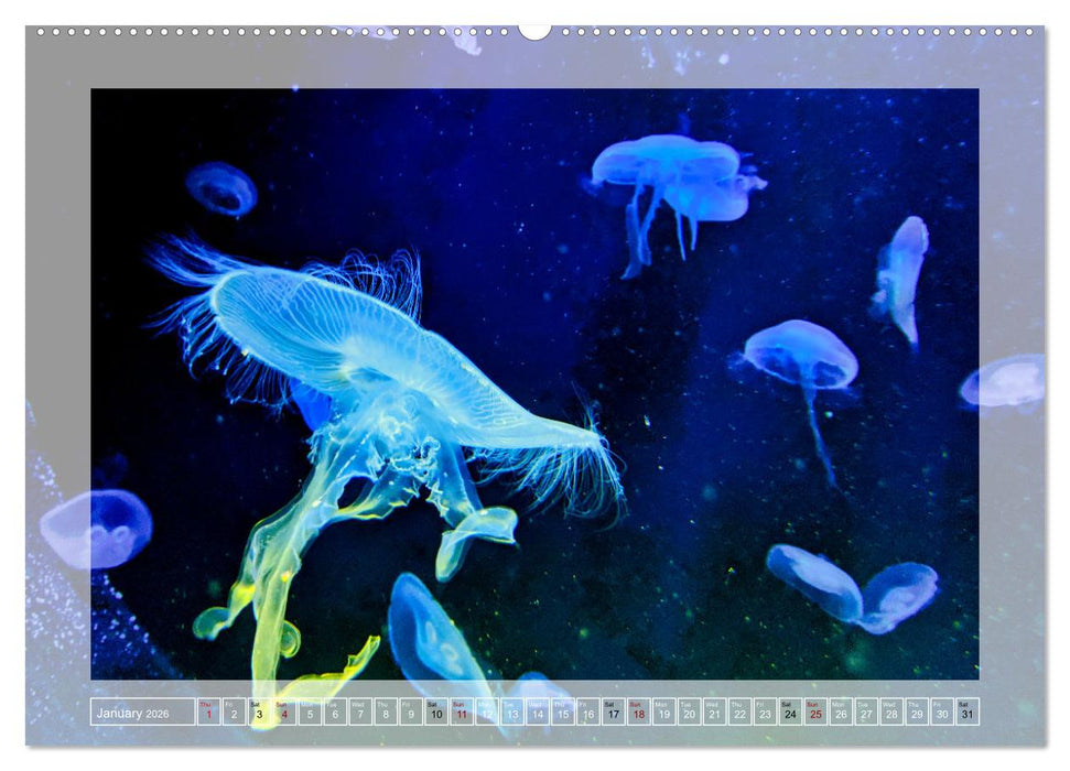 In the world of the medusae (CALVENDO Monthly Calendar 2026)
