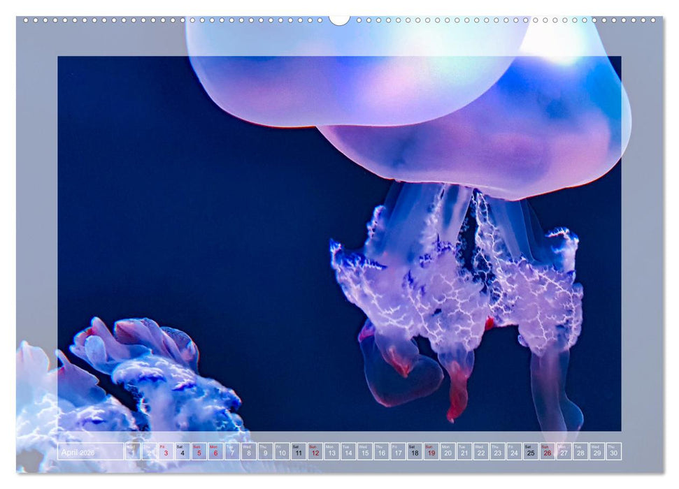 In the world of the medusae (CALVENDO Monthly Calendar 2026)