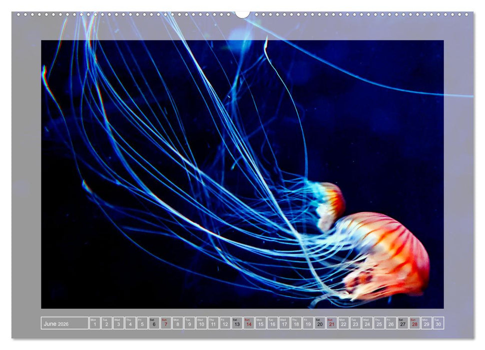 In the world of the medusae (CALVENDO Monthly Calendar 2026)