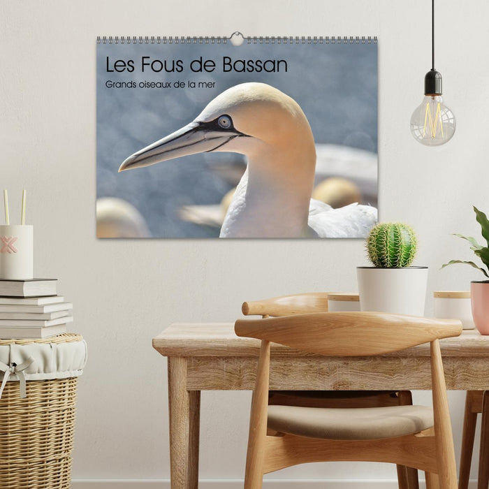 Fous de Bassan - Grands oiseaux marins (CALVENDO Calendrier mensuel 2026)