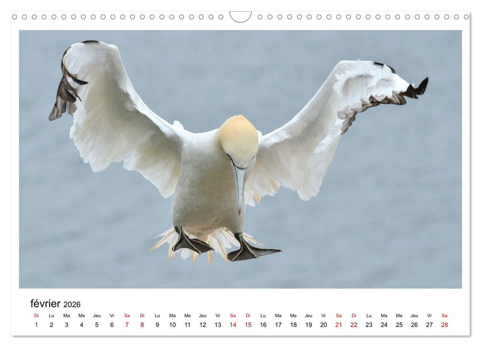 Fous de Bassan - Grands oiseaux marins (CALVENDO Calendrier mensuel 2026)
