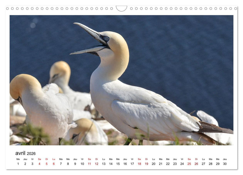 Fous de Bassan - Grands oiseaux marins (CALVENDO Calendrier mensuel 2026)