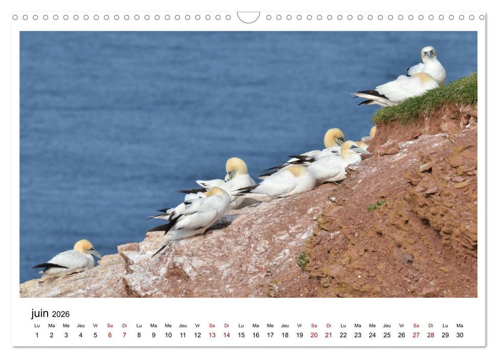 Fous de Bassan - Grands oiseaux marins (CALVENDO Calendrier mensuel 2026)