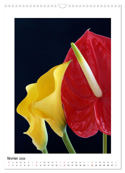 Fleurs fascinantes aux couleurs vives (CALVENDO Calendrier mensuel 2026)