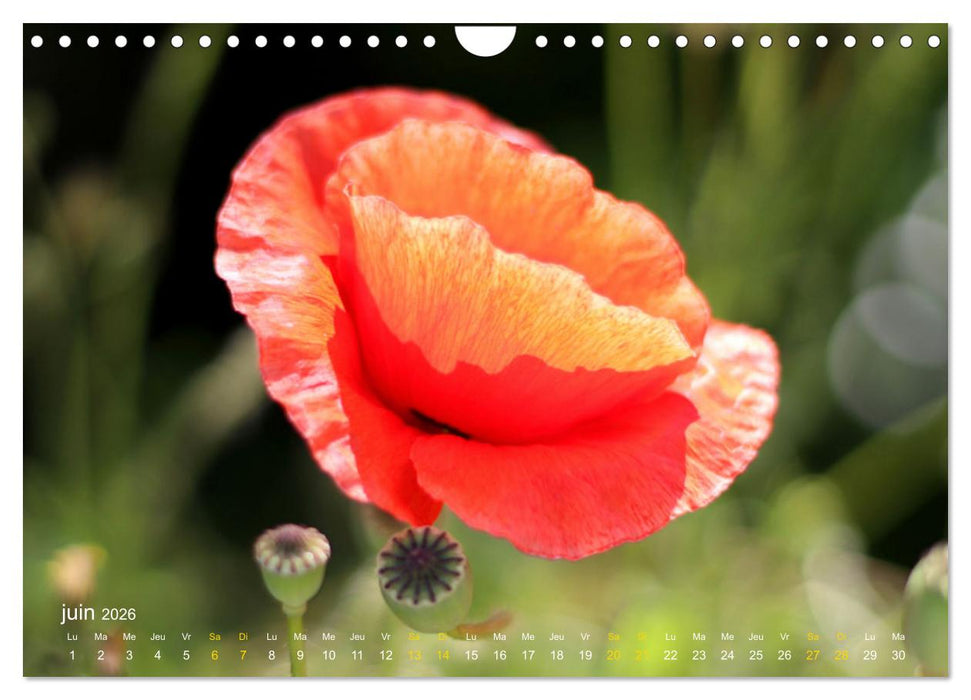 Au cœur d’une nature colorée (CALVENDO Calendrier mensuel 2026)