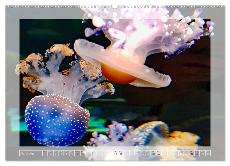 In the world of the medusae (CALVENDO Premium-Calendar 2026)