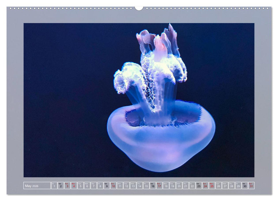 In the world of the medusae (CALVENDO Premium-Calendar 2026)