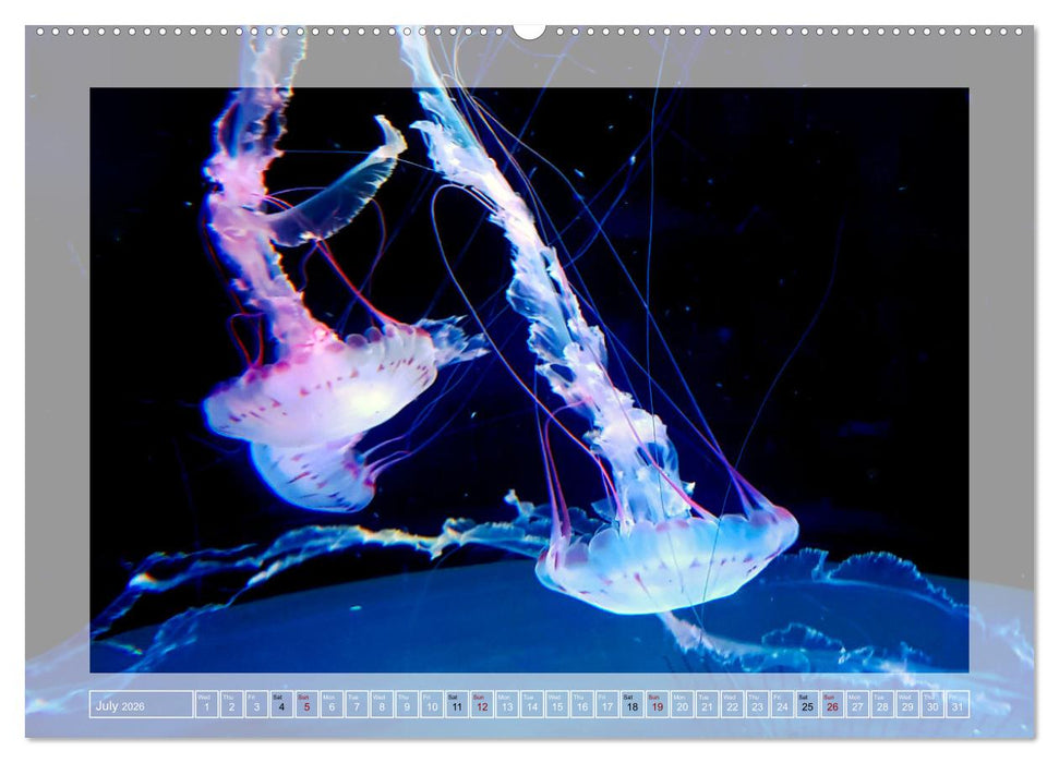 In the world of the medusae (CALVENDO Premium-Calendar 2026)
