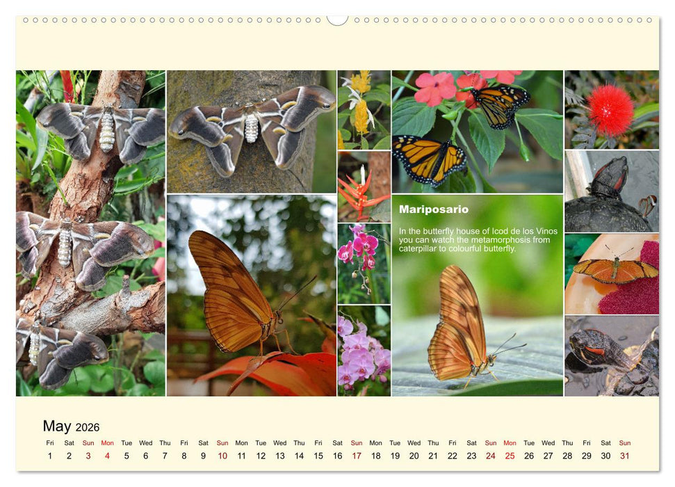 Enchanting Tenerife (CALVENDO Monthly Calendar 2026)