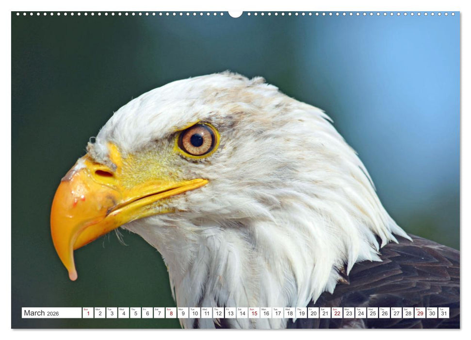 Wildlife of the Tundra (CALVENDO Monthly Calendar 2026)