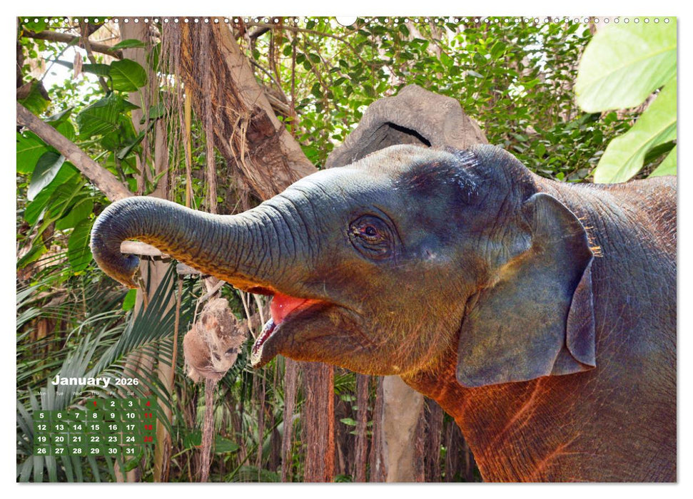 Gentle giants in the jungle (CALVENDO Monthly Calendar 2026)