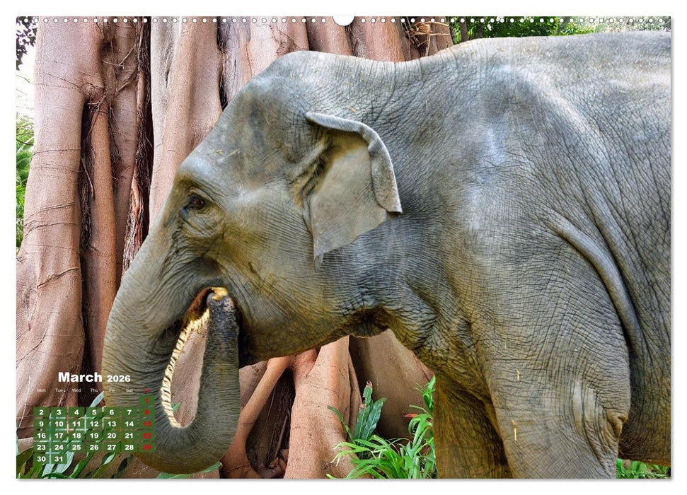 Gentle giants in the jungle (CALVENDO Monthly Calendar 2026)
