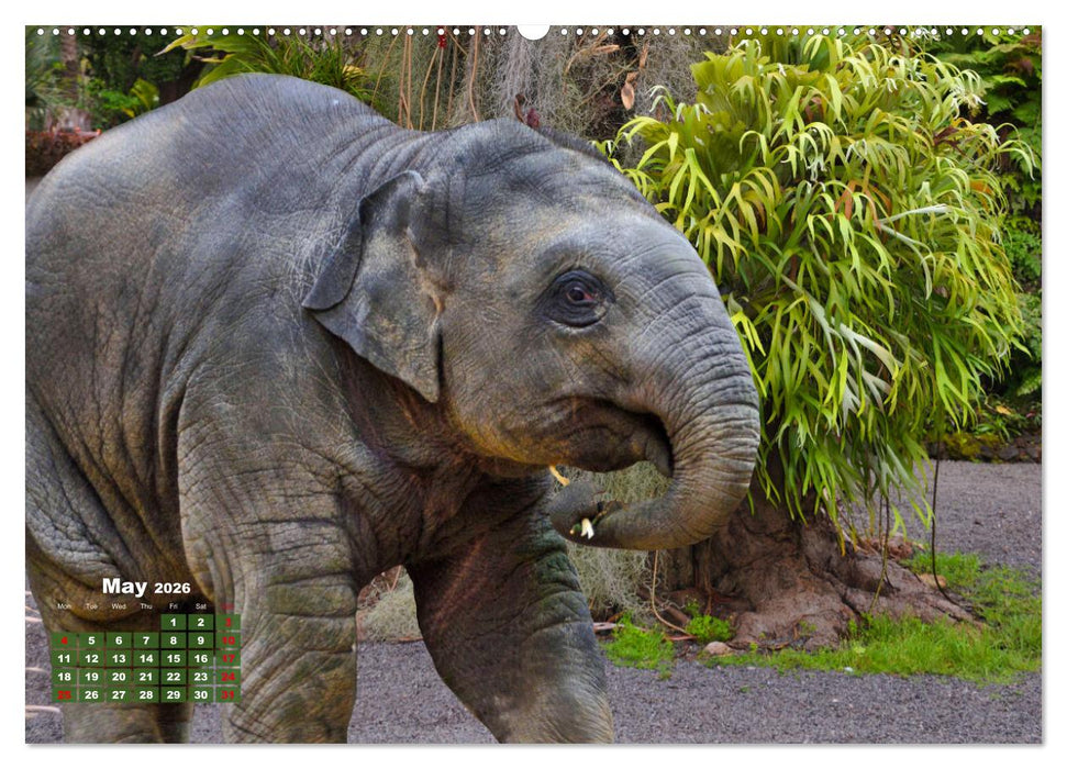 Gentle giants in the jungle (CALVENDO Monthly Calendar 2026)