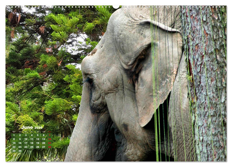 Gentle giants in the jungle (CALVENDO Monthly Calendar 2026)