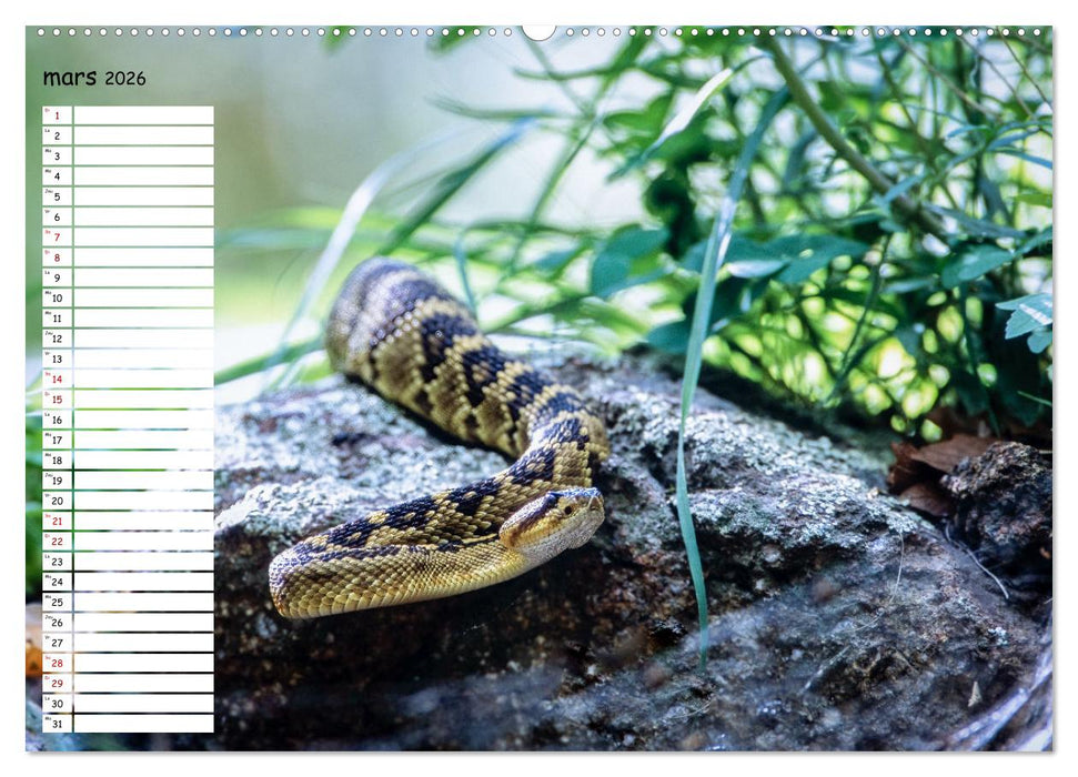 Arizona, une rencontre avec la nature (CALVENDO Calendrier mensuel 2026)