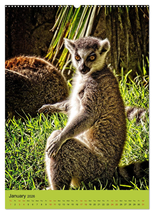 Adorable lemurs (CALVENDO Monthly Calendar 2026)