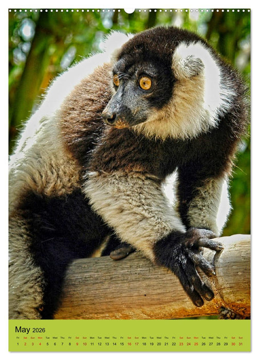 Adorable lemurs (CALVENDO Monthly Calendar 2026)