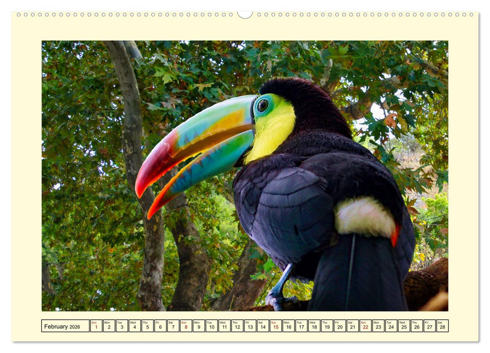Toucans - clowns of the jungle (CALVENDO Monthly Calendar 2026)