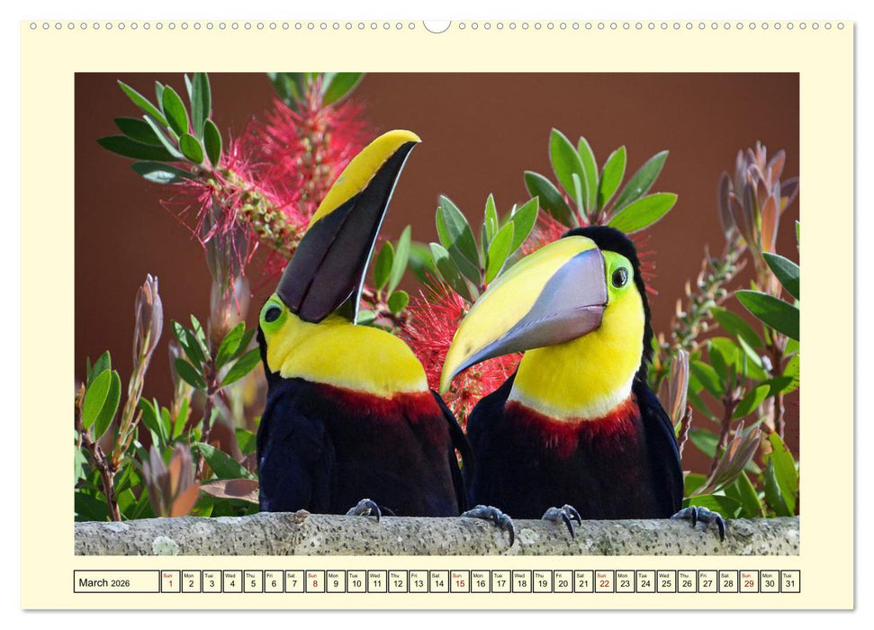Toucans - clowns of the jungle (CALVENDO Monthly Calendar 2026)