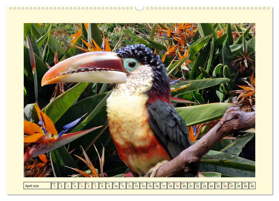 Toucans - clowns of the jungle (CALVENDO Monthly Calendar 2026)