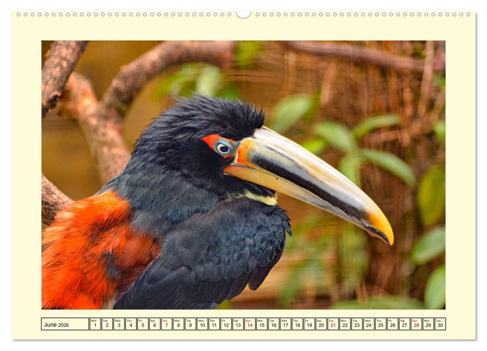 Toucans - clowns of the jungle (CALVENDO Monthly Calendar 2026)