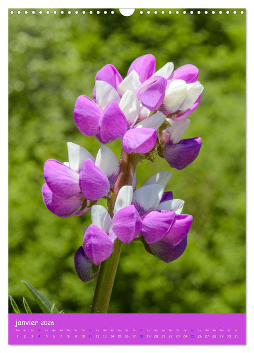 Promenade florale (CALVENDO Calendrier mensuel 2026)
