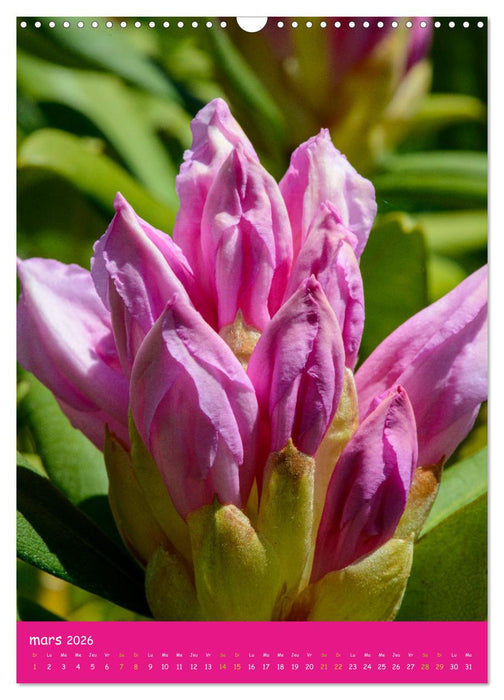 Promenade florale (CALVENDO Calendrier mensuel 2026)