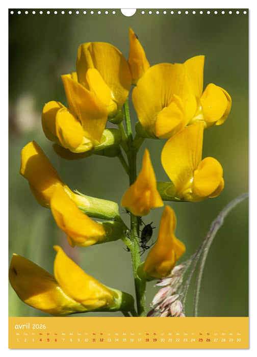 Promenade florale (CALVENDO Calendrier mensuel 2026)